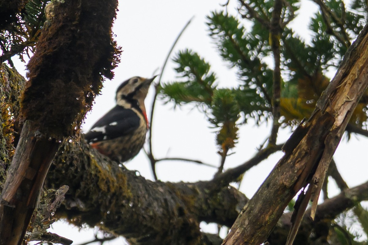 Necklaced Woodpecker - ML644140896