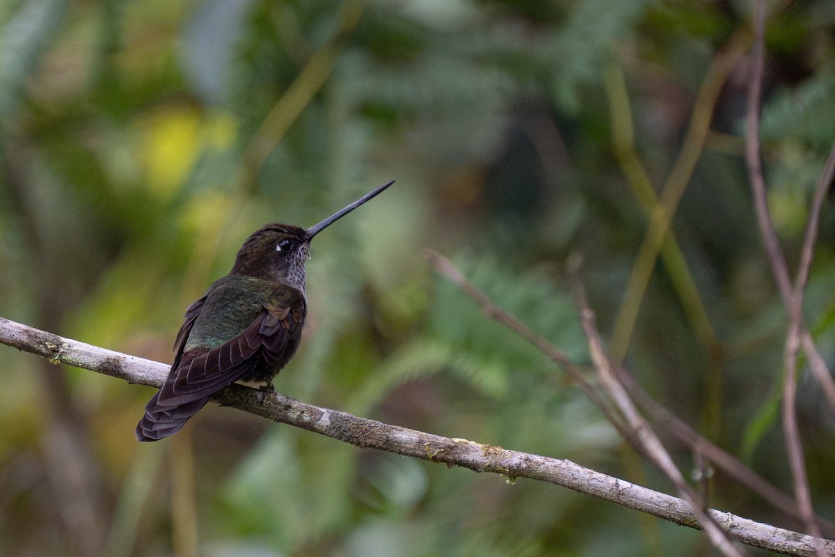 Bronzy Inca - ML644140901