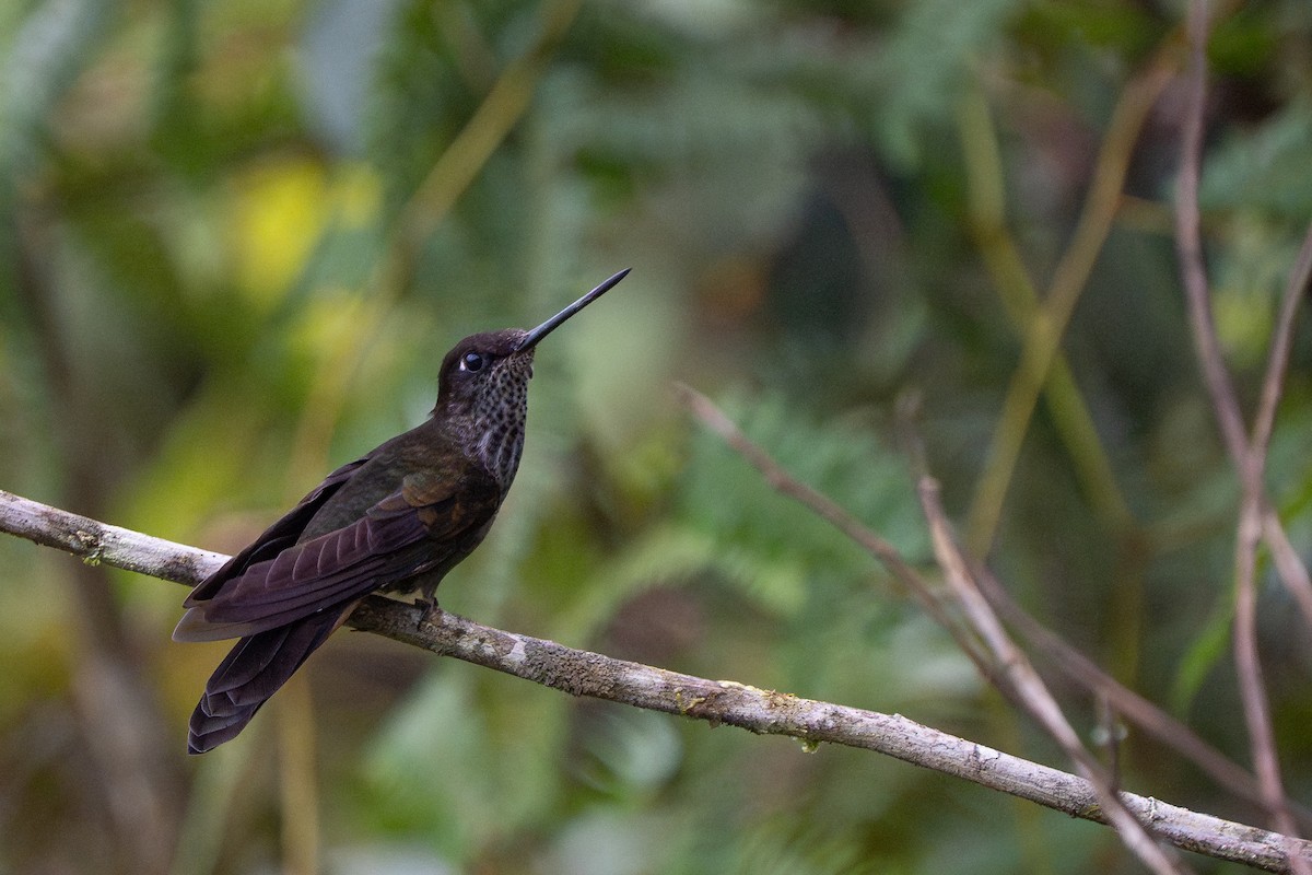 Bronzy Inca - ML644140902