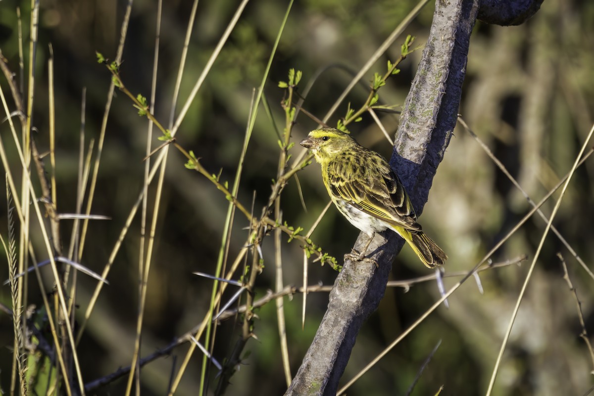 White-bellied Canary - ML644140903