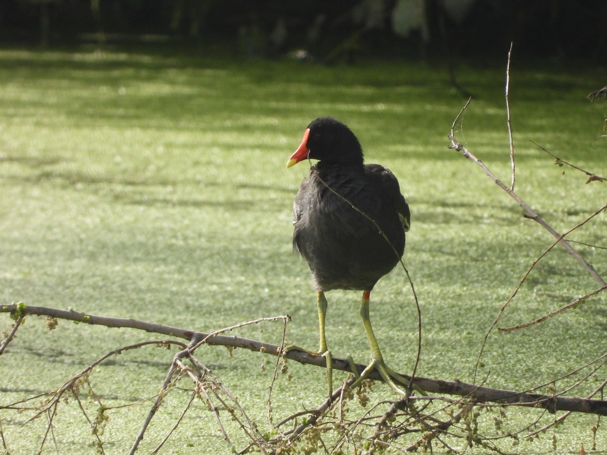 Gallinule d'Amérique - ML644140906