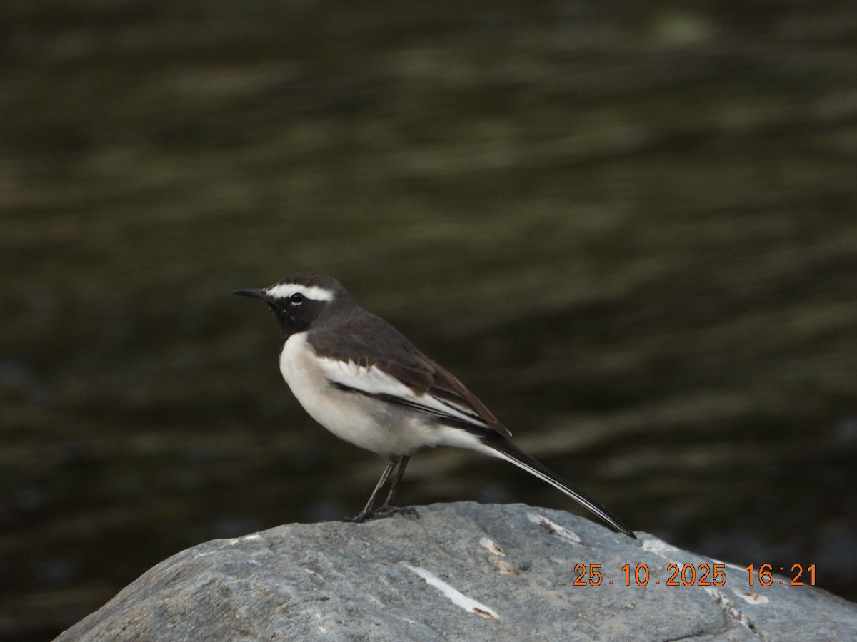 White-browed Wagtail - ML644140954