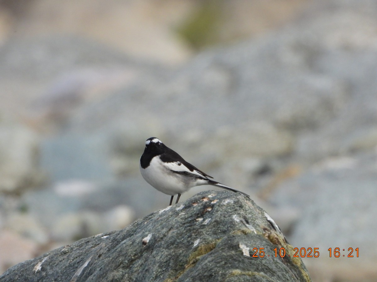 White-browed Wagtail - ML644140955