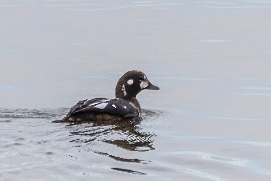 Harlequin Duck - ML644140981