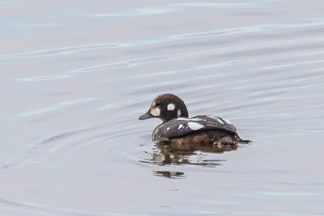 Harlequin Duck - ML644140982