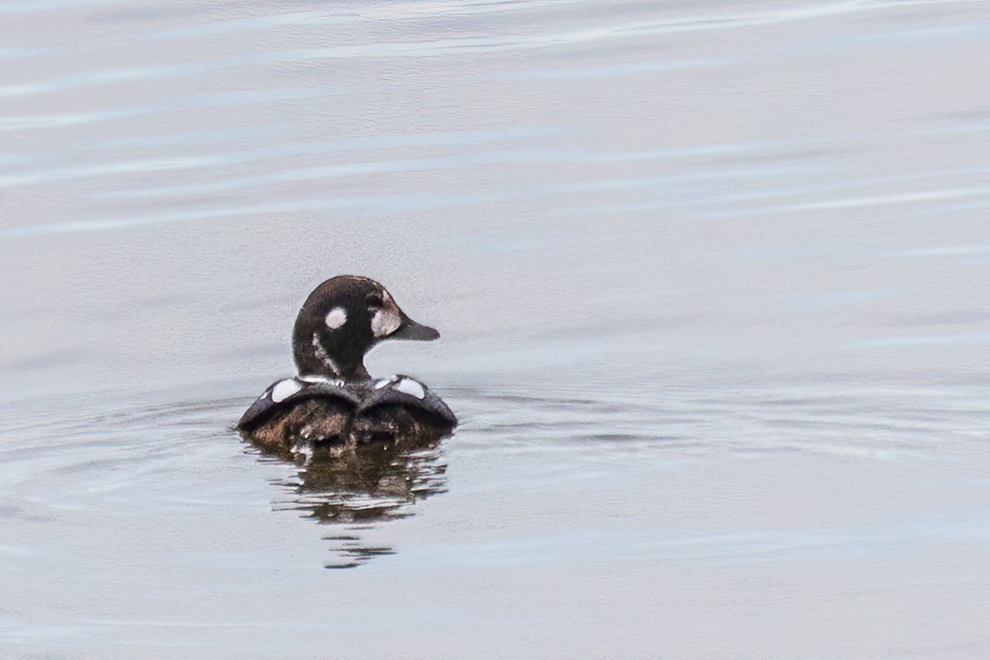 Harlequin Duck - ML644140983