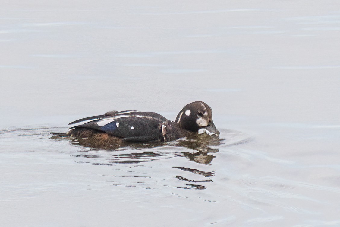 Harlequin Duck - ML644140984
