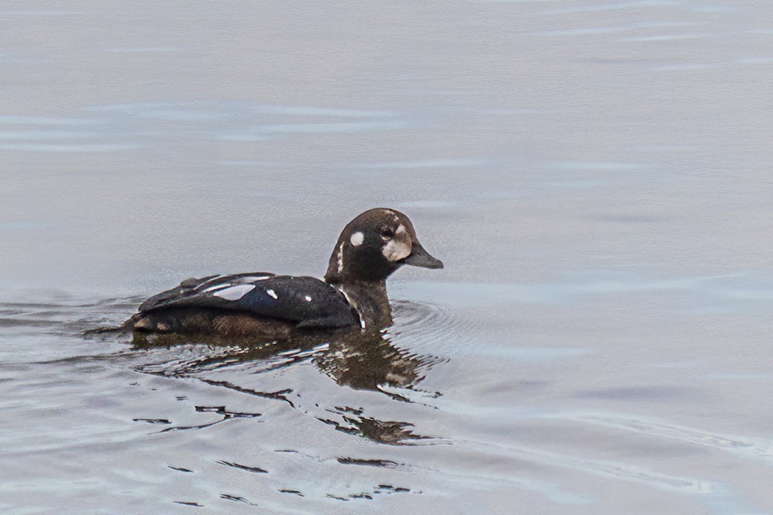Harlequin Duck - ML644140985