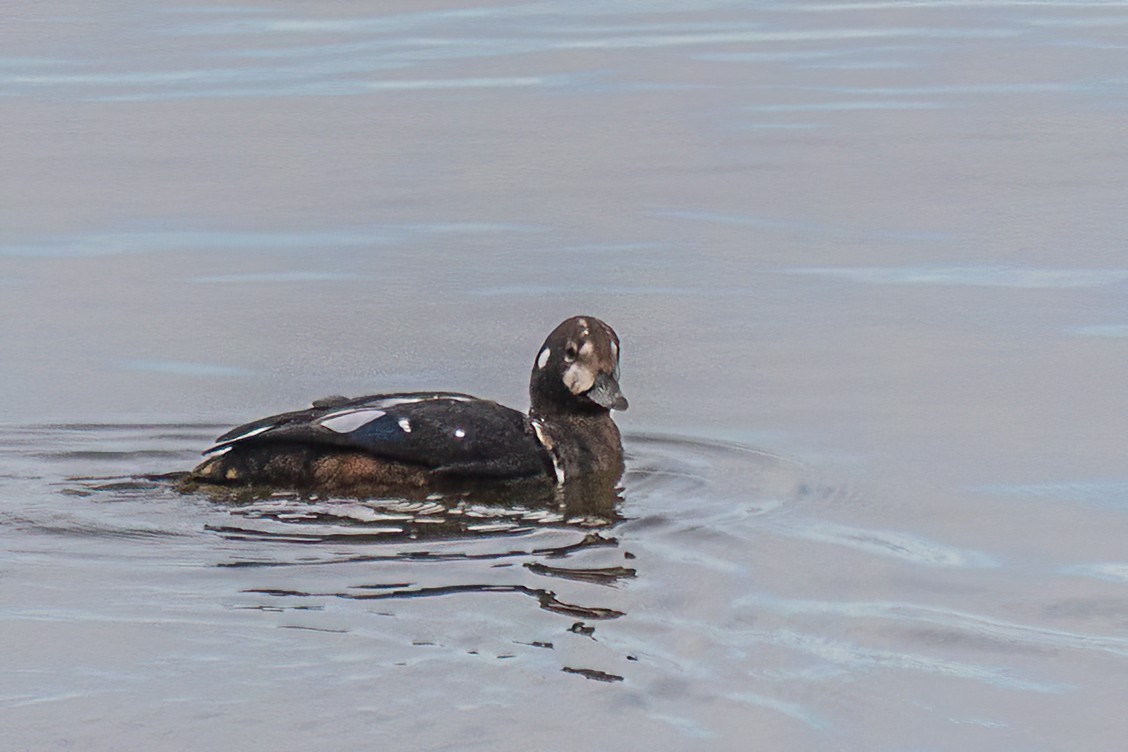 Harlequin Duck - ML644140986