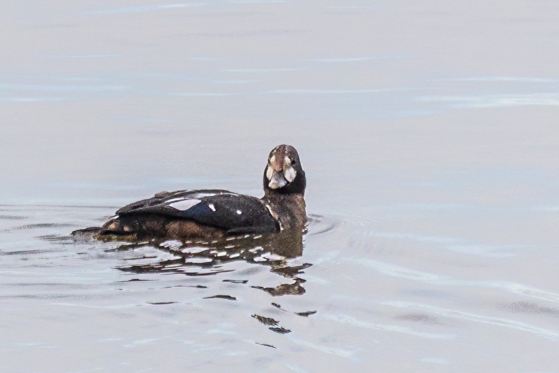 Harlequin Duck - ML644140987