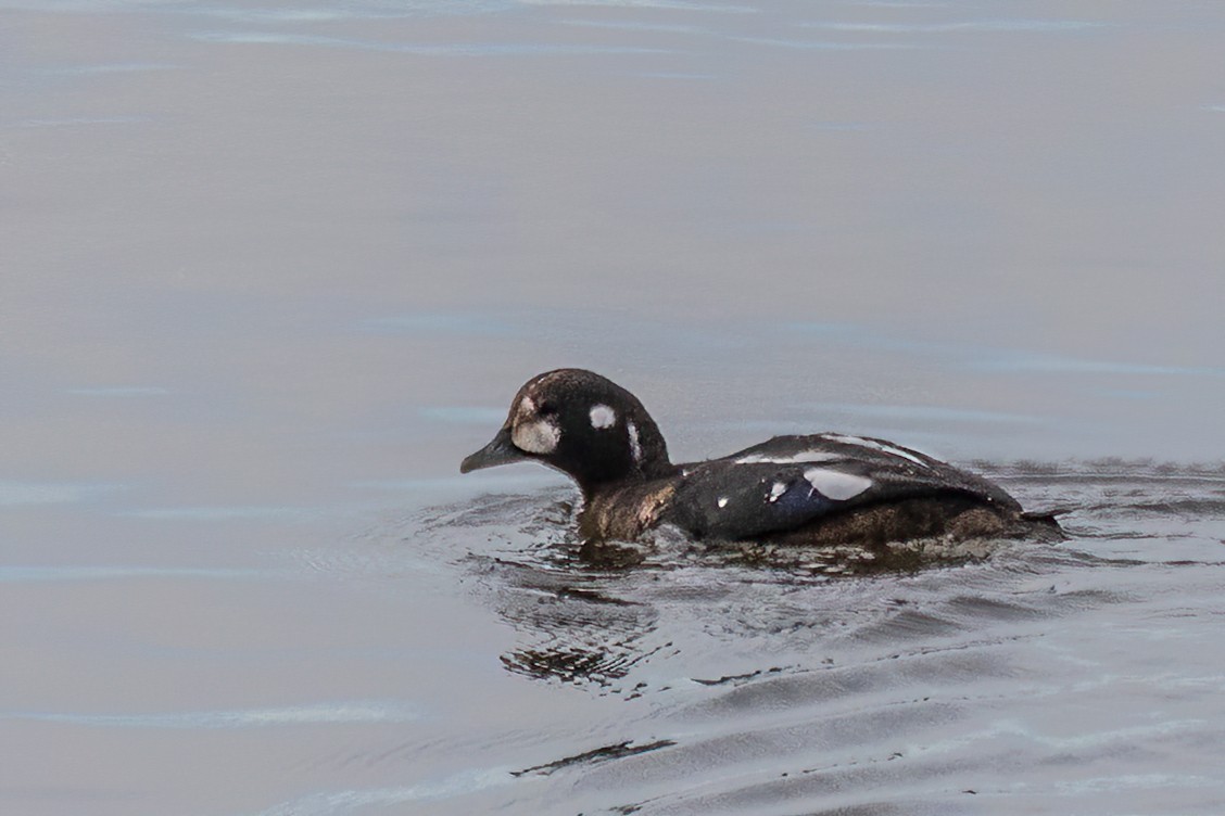 Harlequin Duck - ML644140988