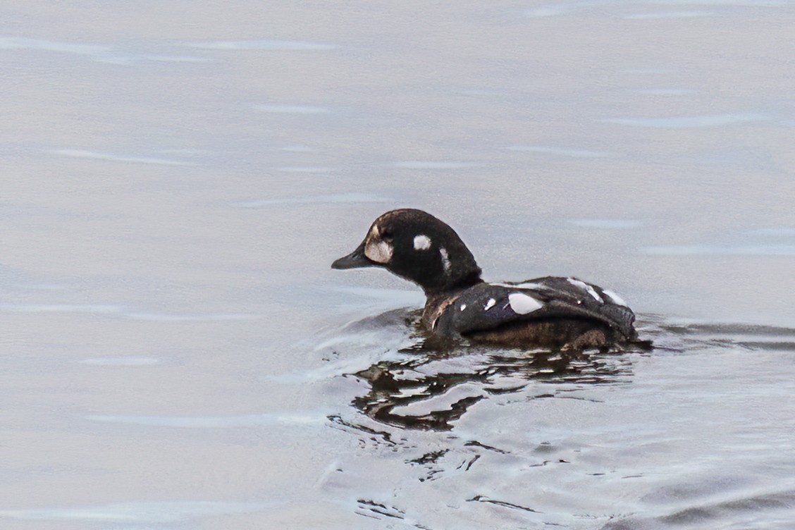 Harlequin Duck - ML644140989