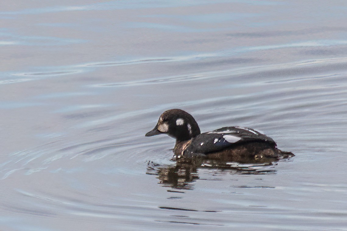 Harlequin Duck - ML644140990