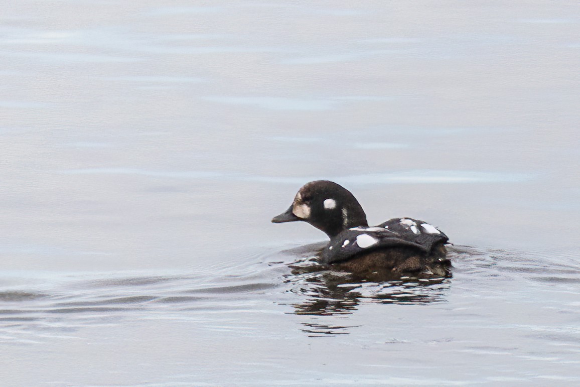Harlequin Duck - ML644140991