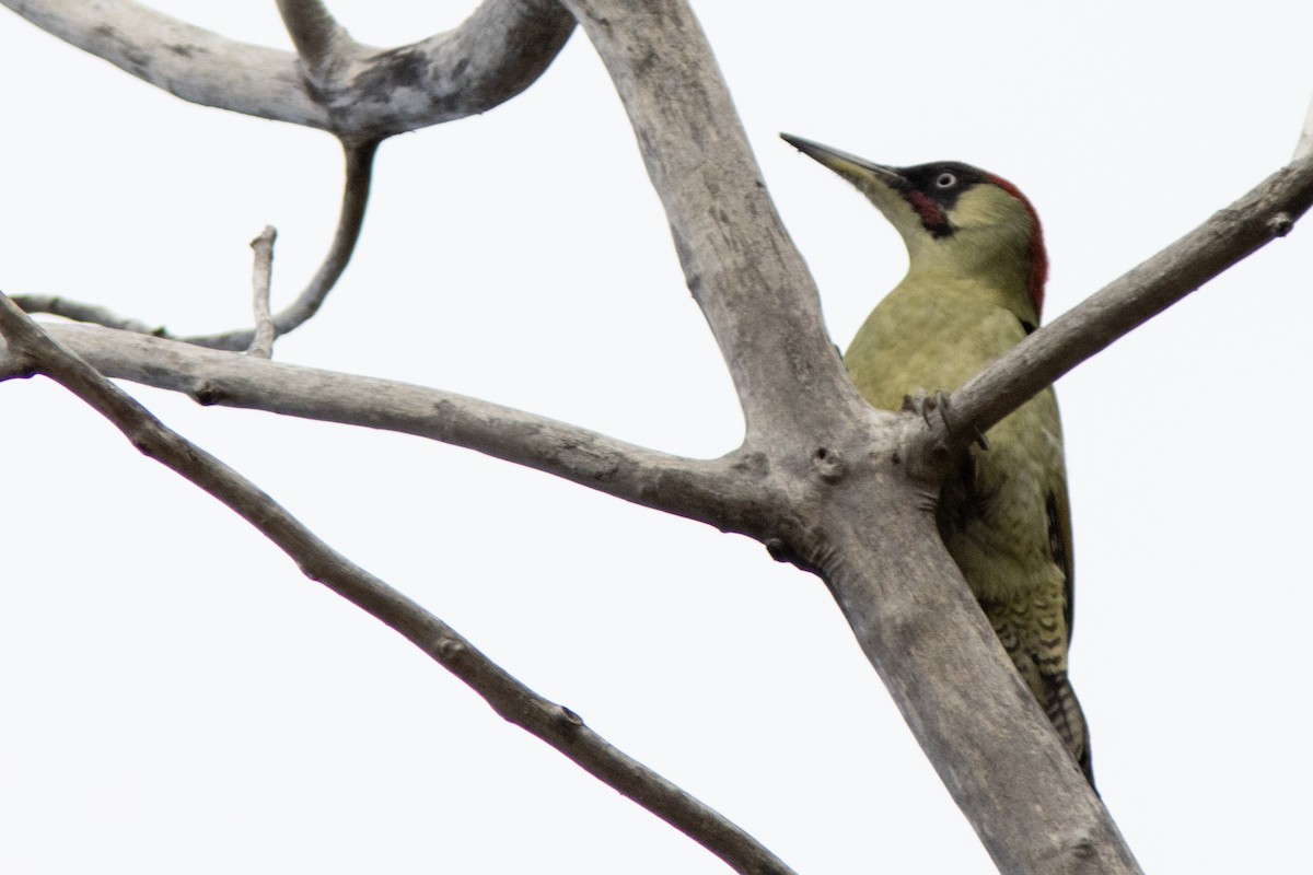 Eurasian Green Woodpecker - ML644140992
