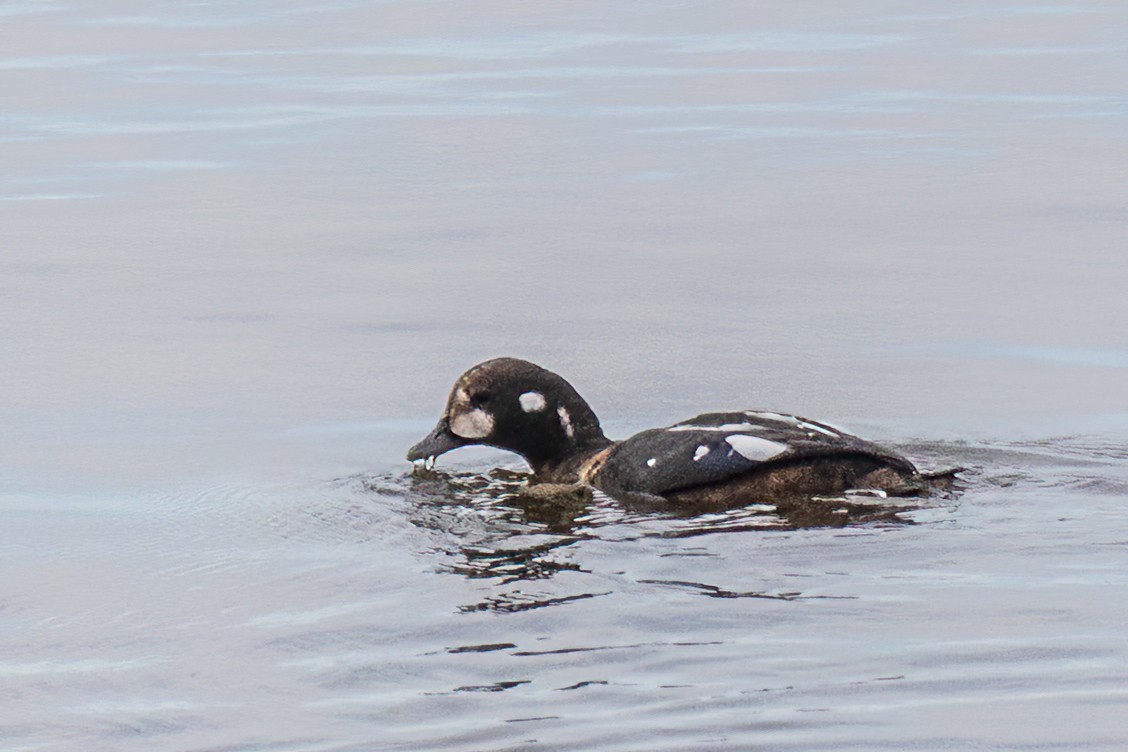 Harlequin Duck - ML644140993