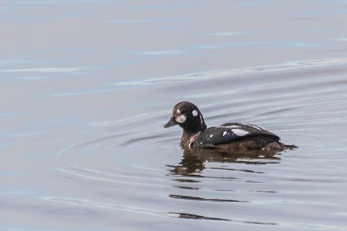 Harlequin Duck - ML644140994