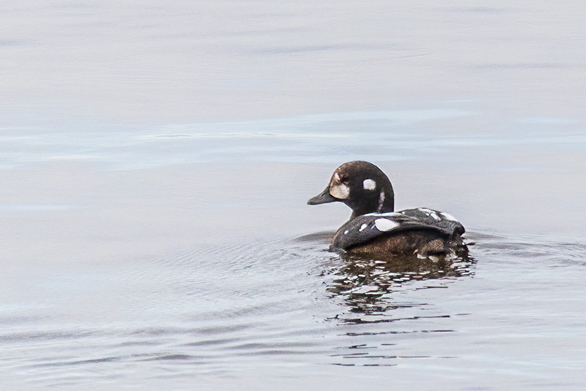 Harlequin Duck - ML644140995