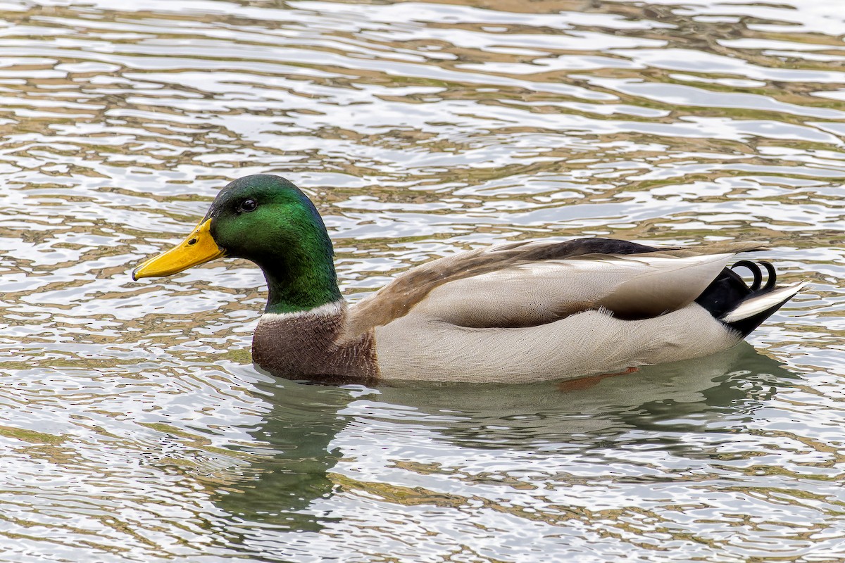 Mallard - ML644140996