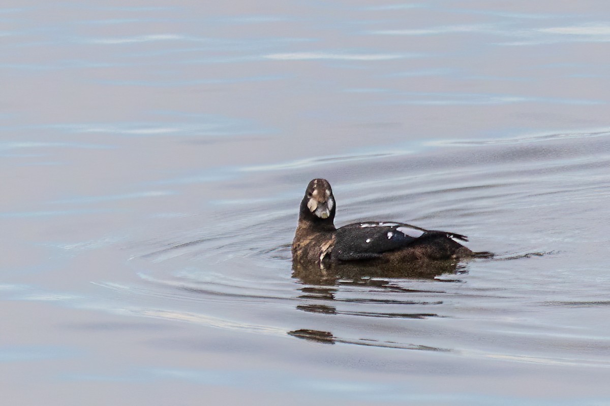 Harlequin Duck - ML644140997
