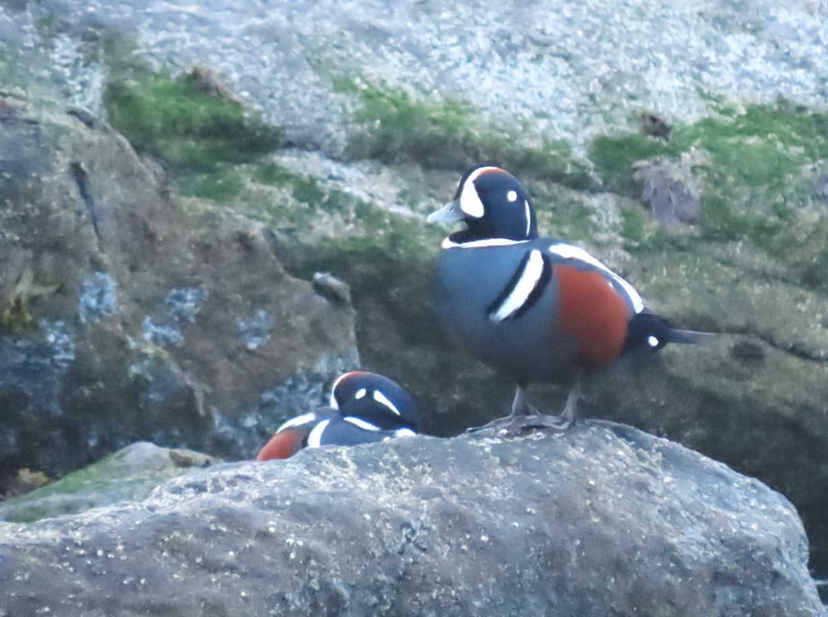 Harlequin Duck - ML644140999