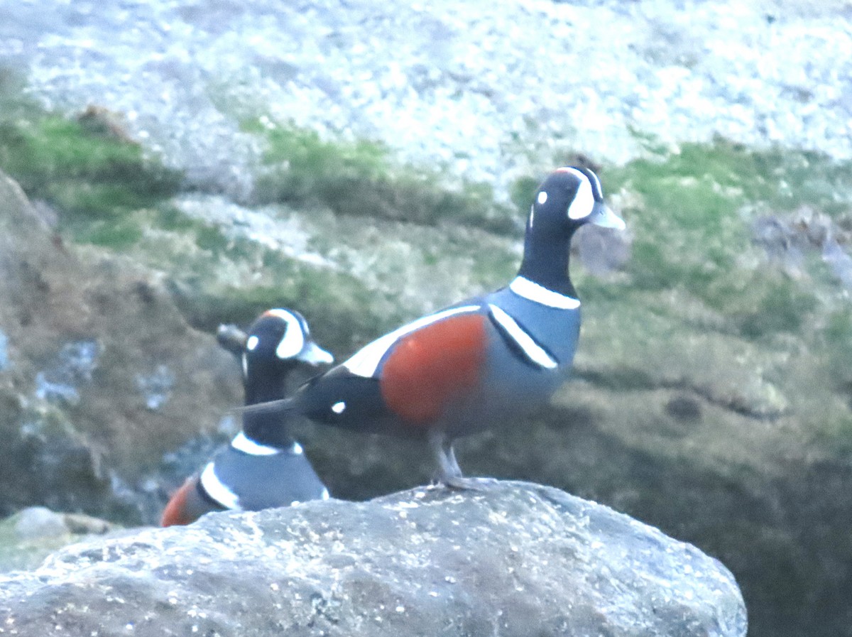 Harlequin Duck - ML644141000