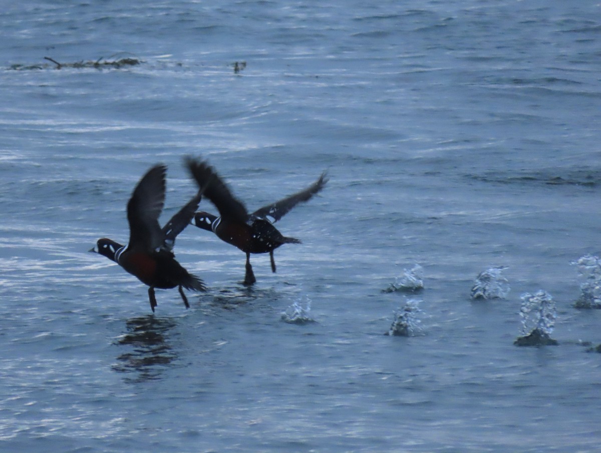 Harlequin Duck - ML644141001