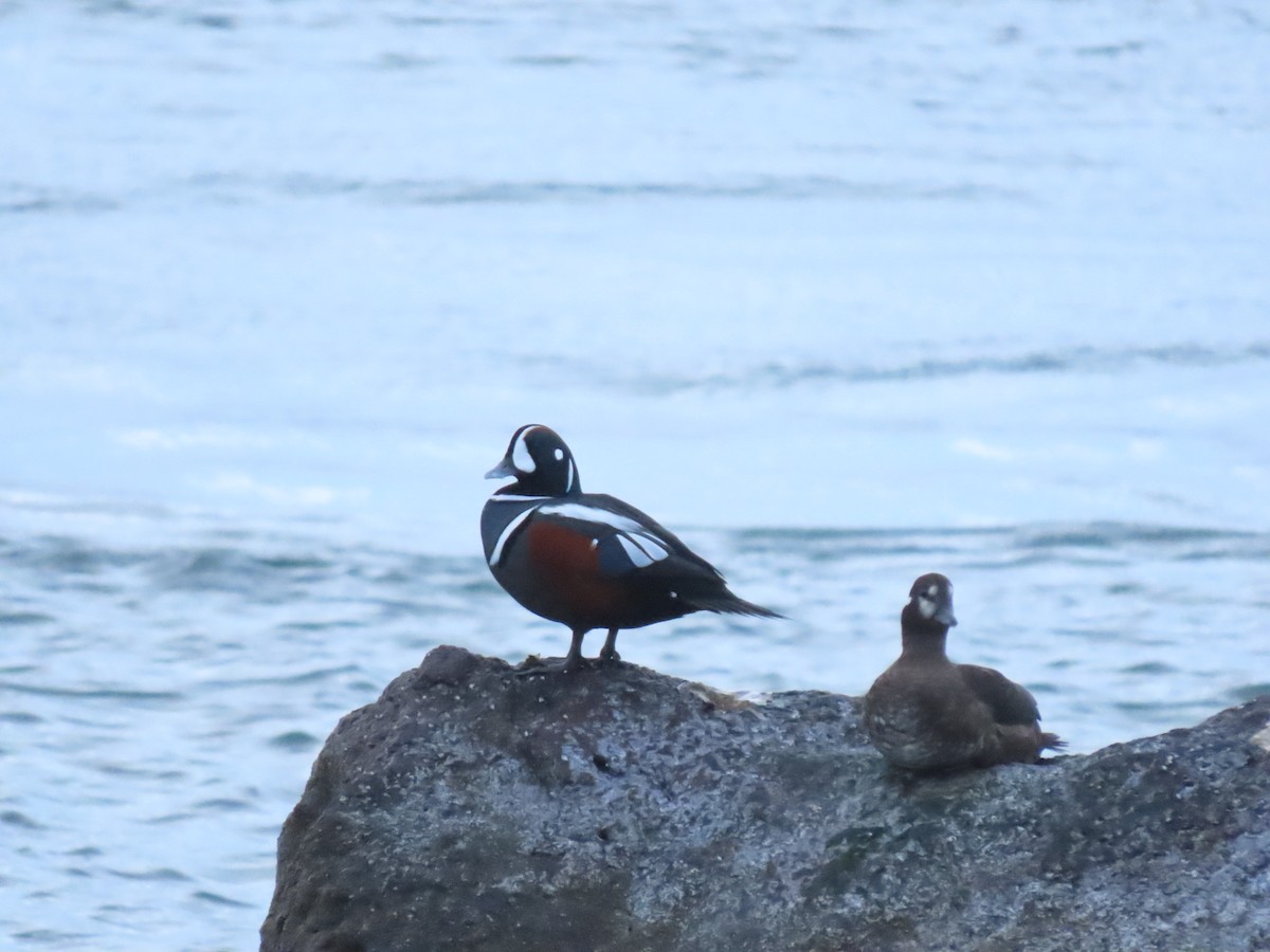 Harlequin Duck - ML644141002