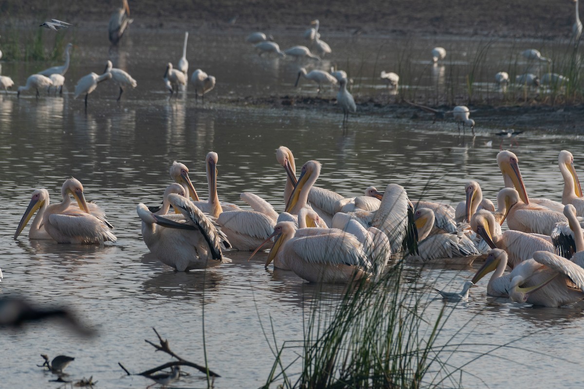 Great White Pelican - ML644141008