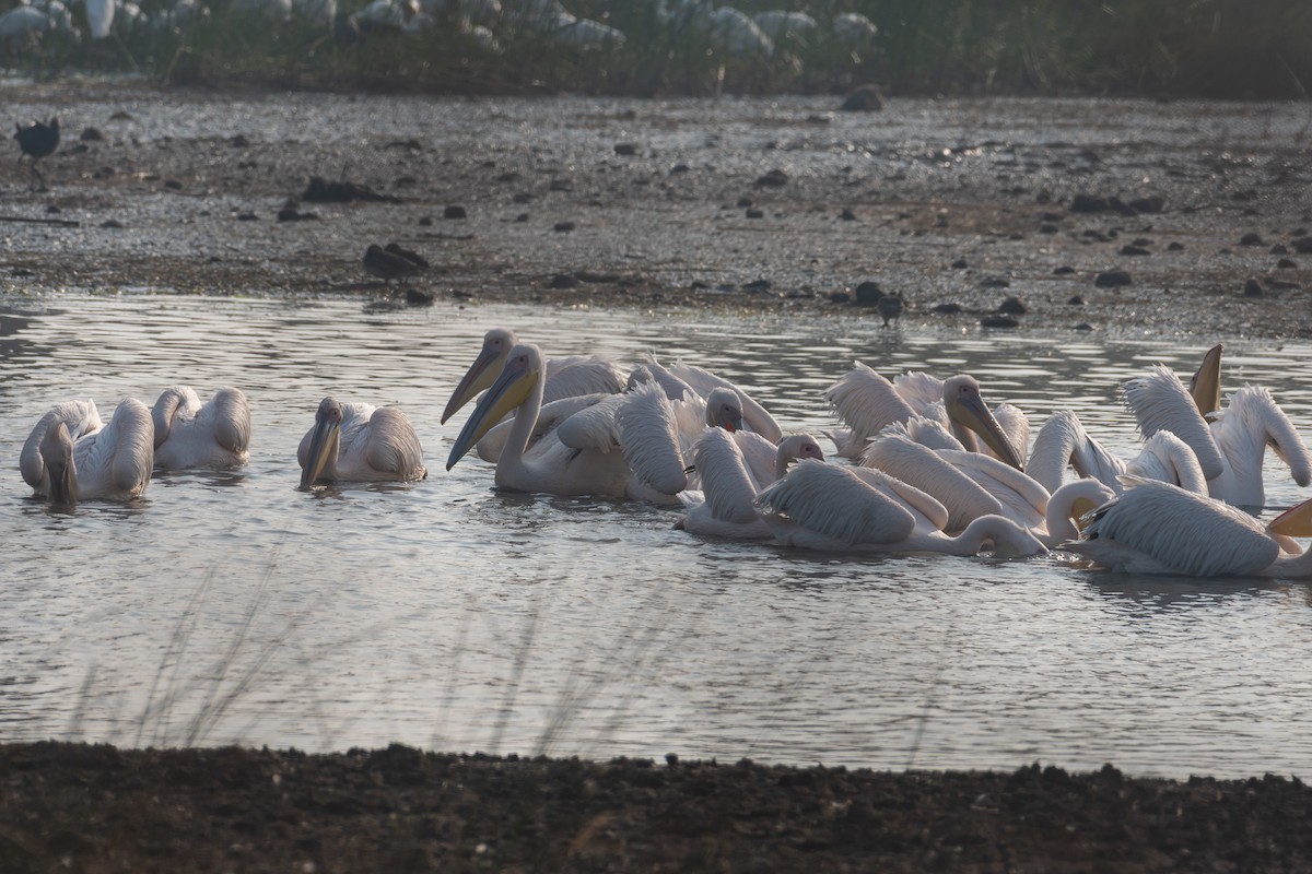 Great White Pelican - ML644141009