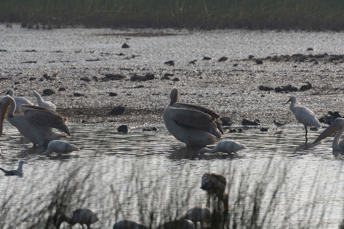 Great White Pelican - ML644141010