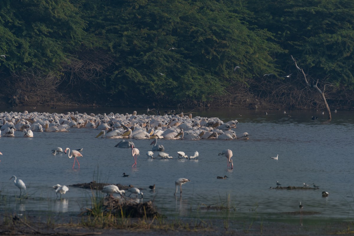 Great White Pelican - ML644141011