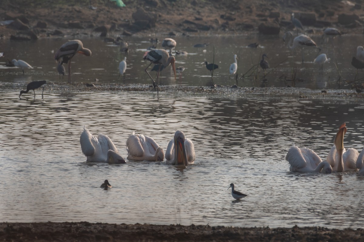 Great White Pelican - ML644141012