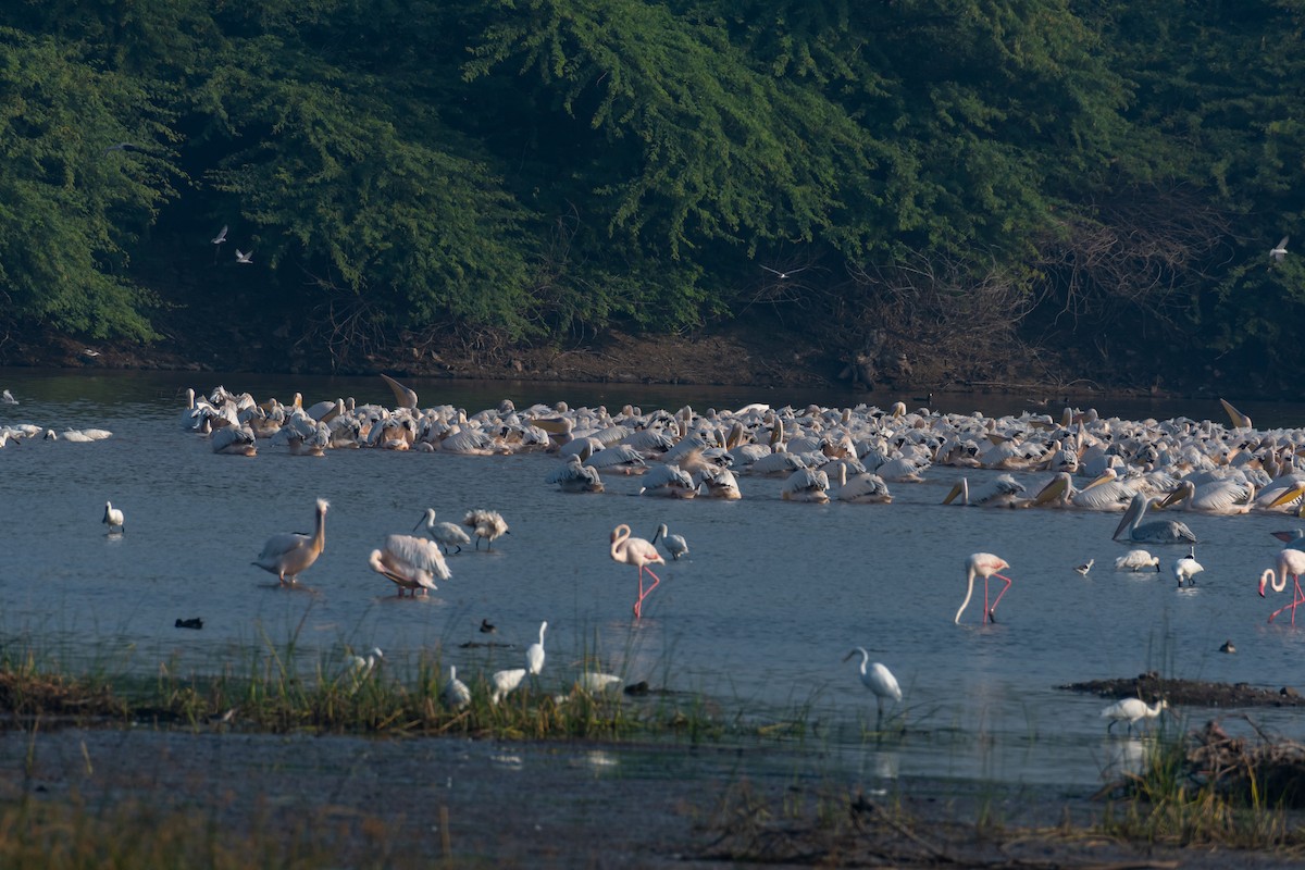 Great White Pelican - ML644141013