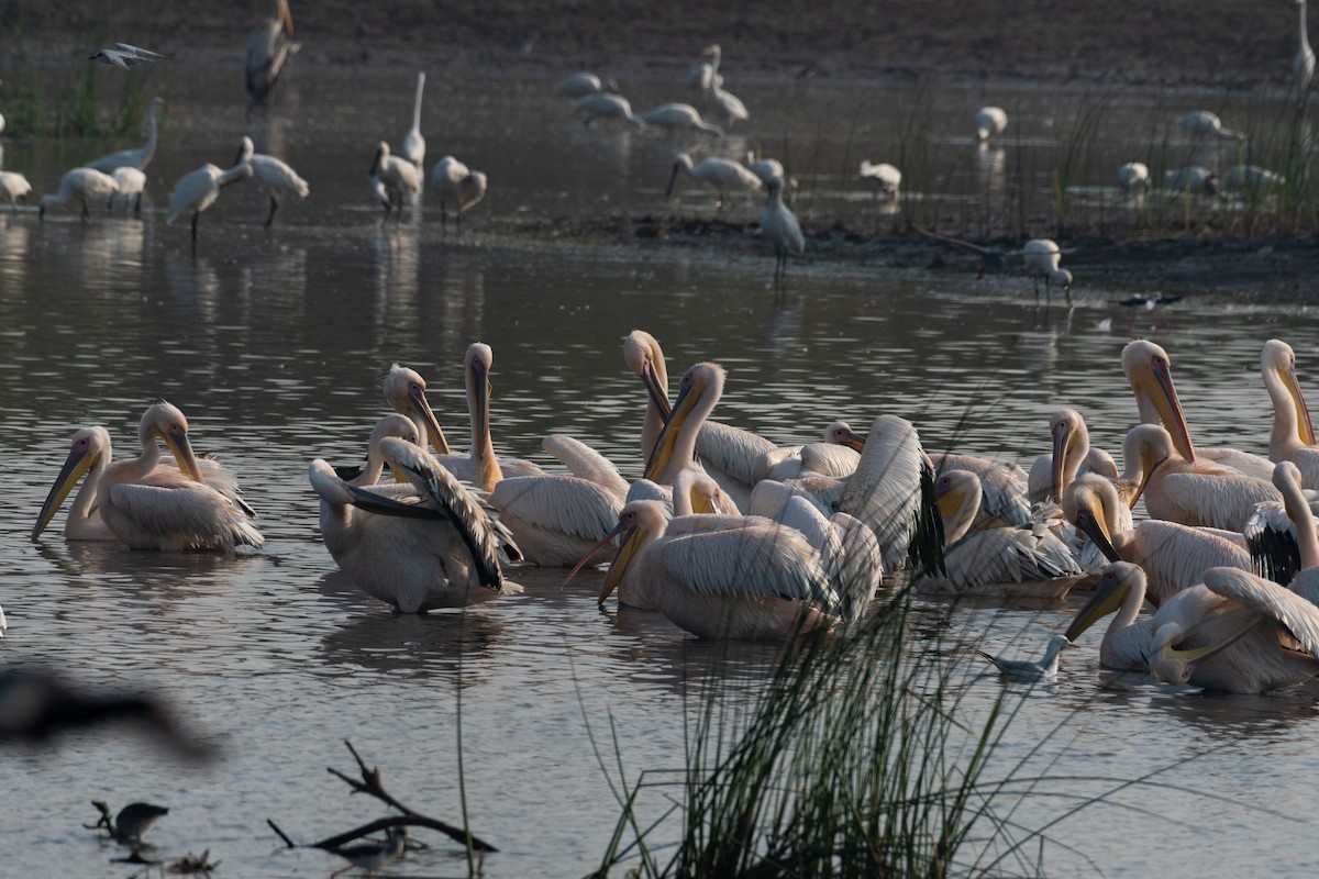 Great White Pelican - ML644141014