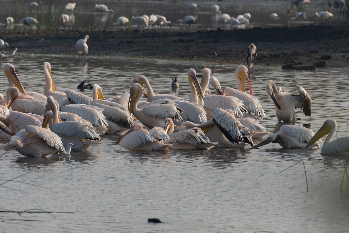 Great White Pelican - ML644141015