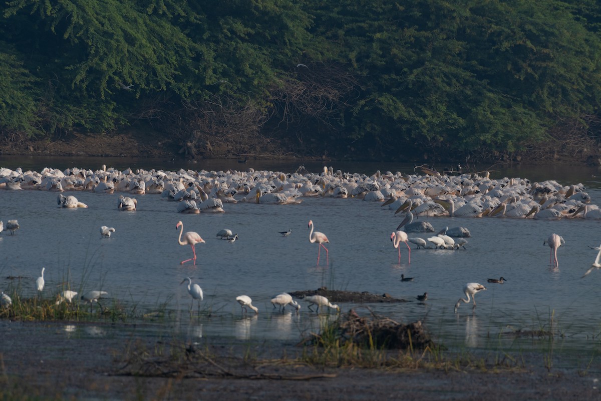 Great White Pelican - ML644141016