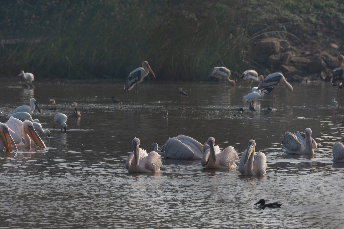 Great White Pelican - ML644141017