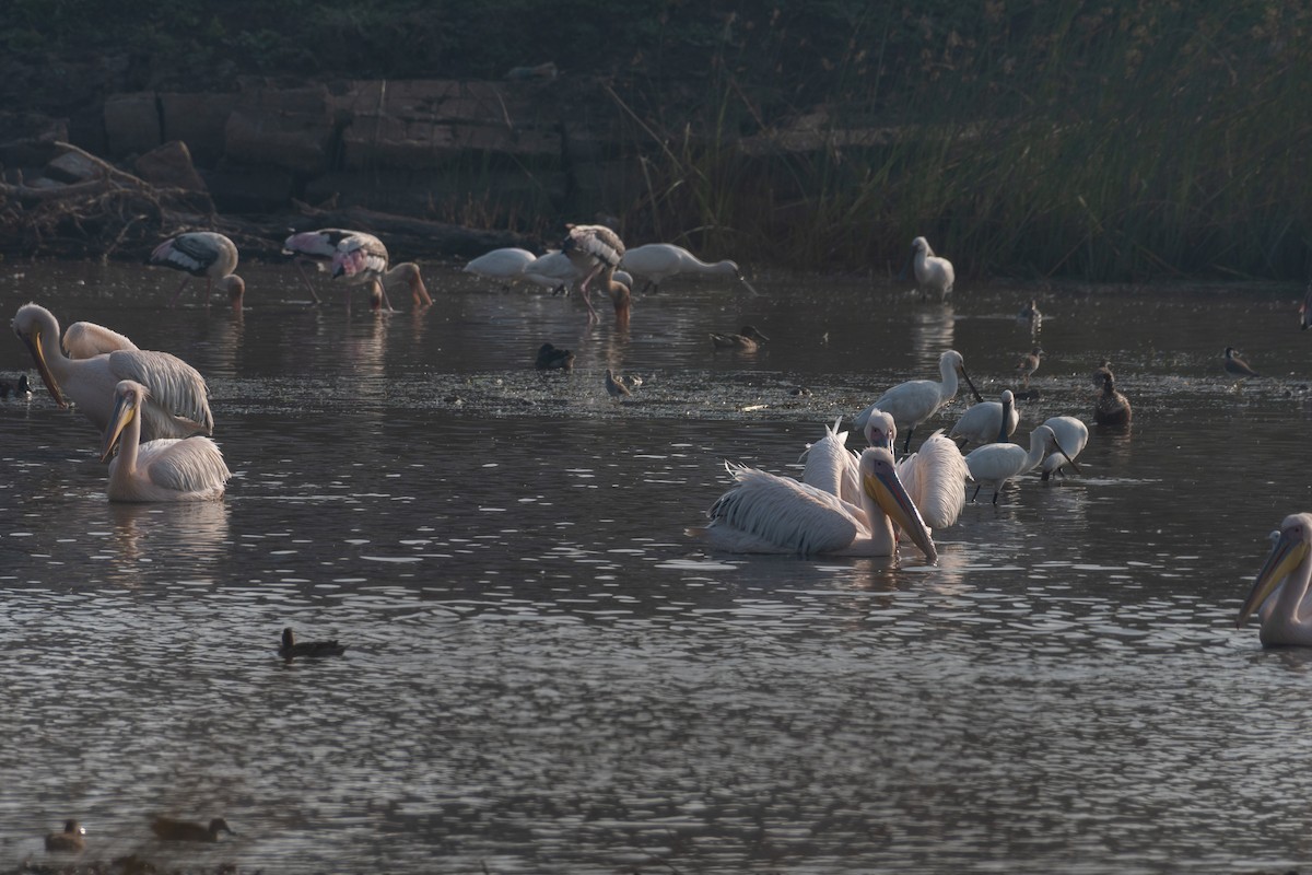 Great White Pelican - ML644141018