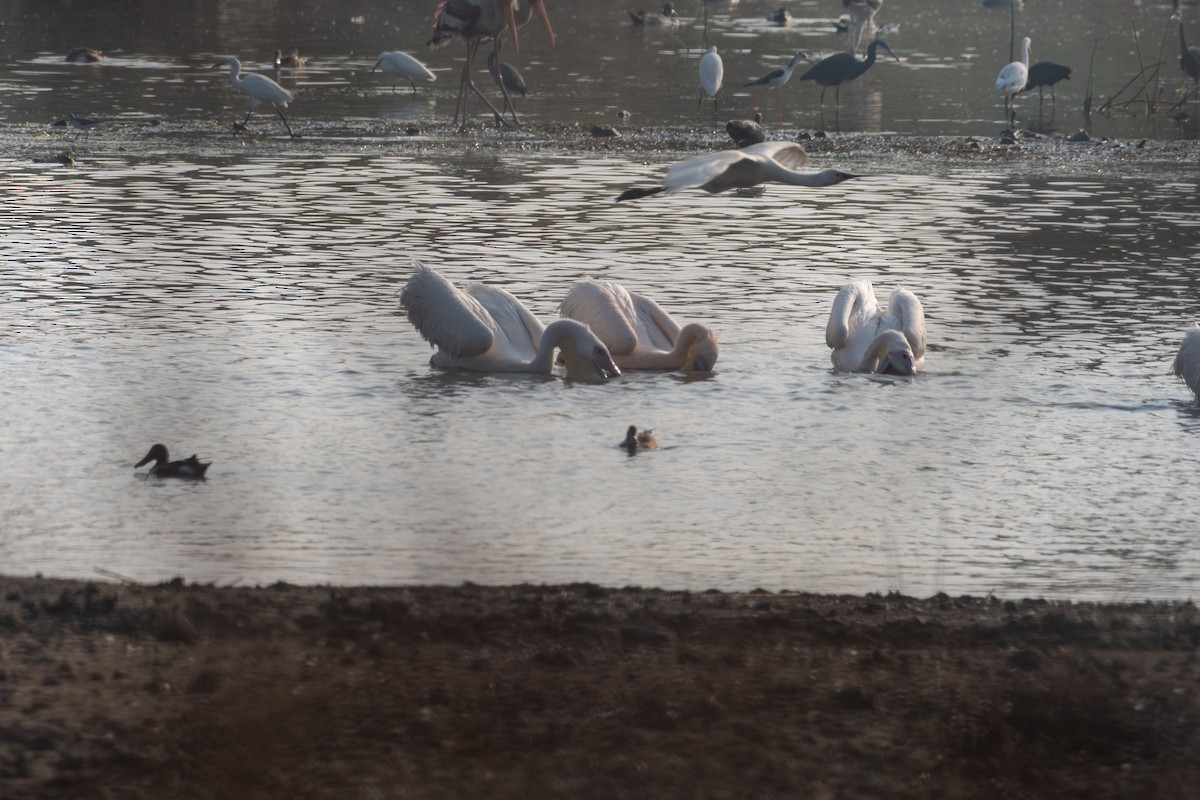 Great White Pelican - ML644141020