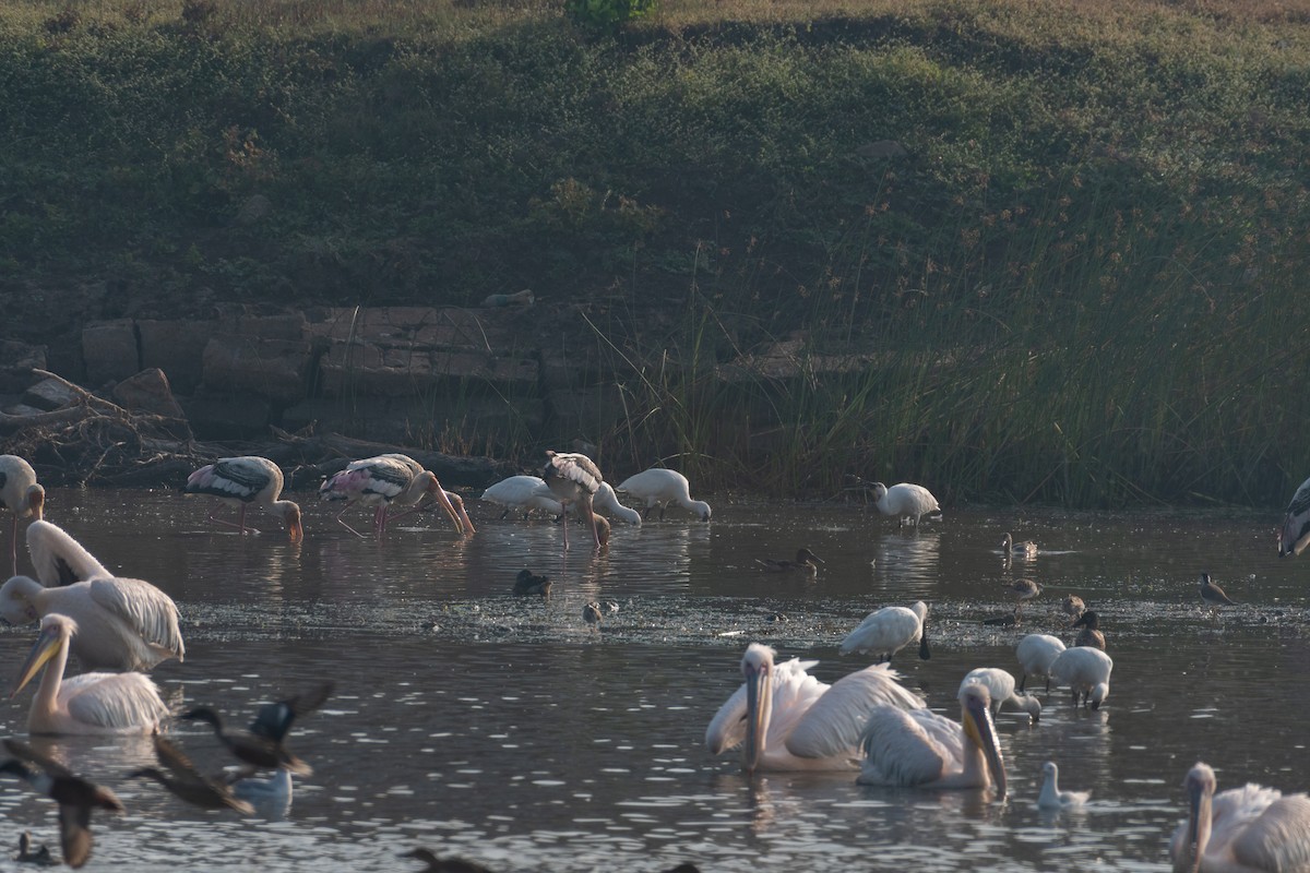 Great White Pelican - ML644141021