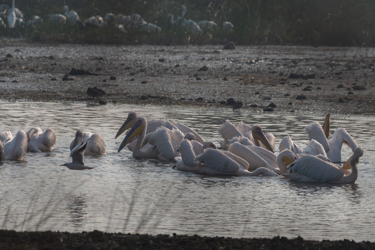 Great White Pelican - ML644141023