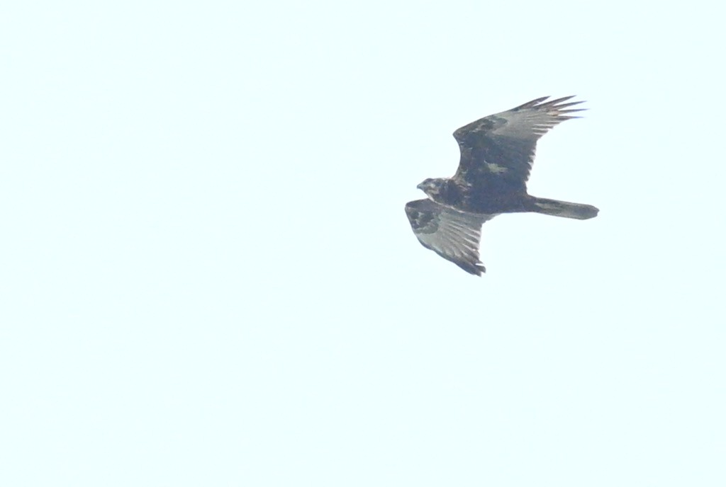 Eastern Marsh Harrier - ML644141040
