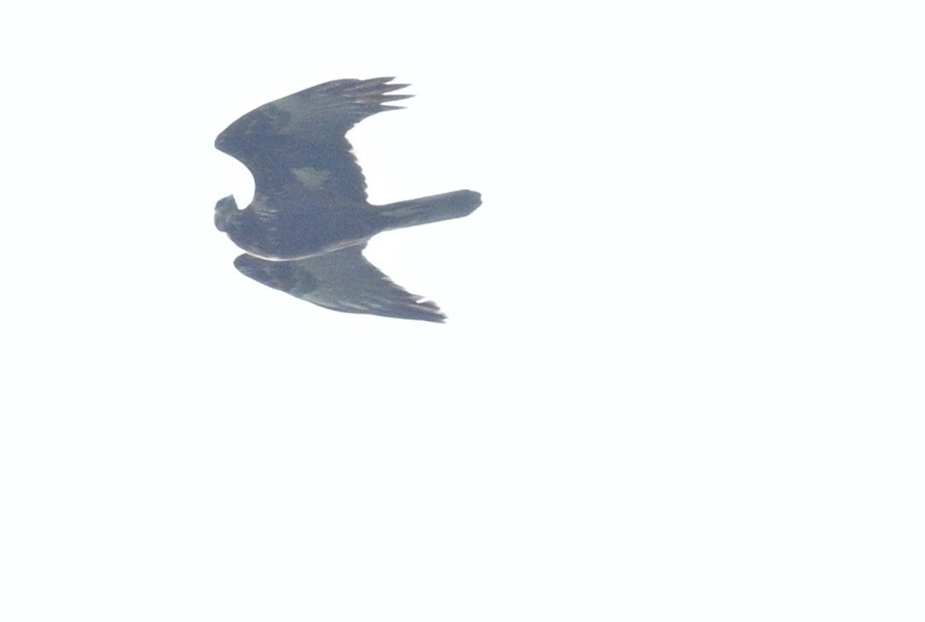 Eastern Marsh Harrier - ML644141041