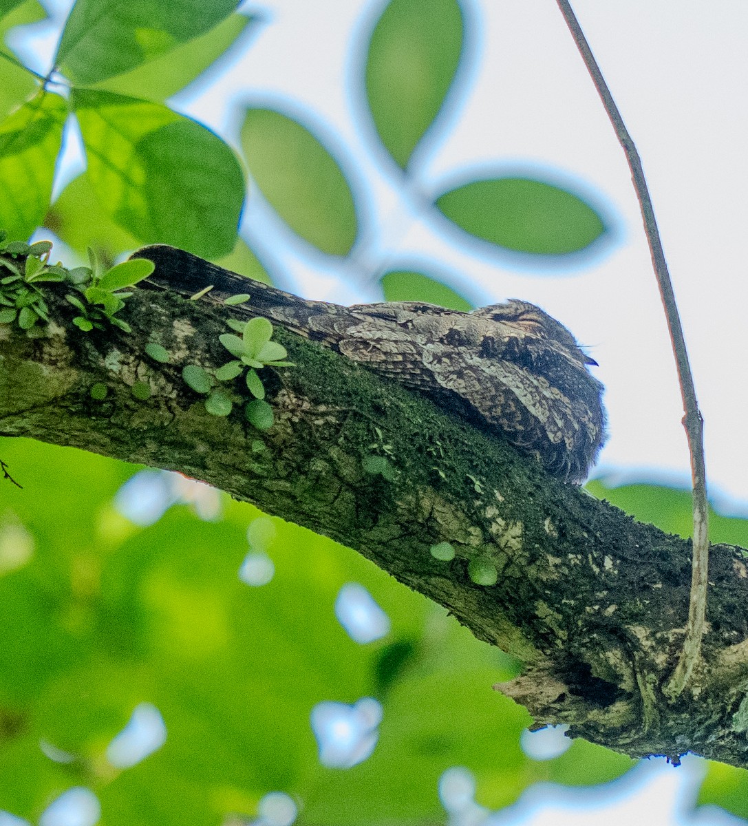 Gray Nightjar - ML644141052