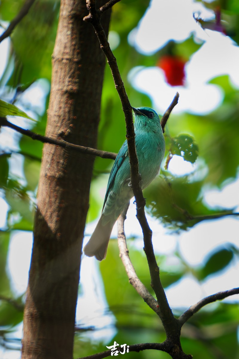 Verditer Flycatcher - ML644141054