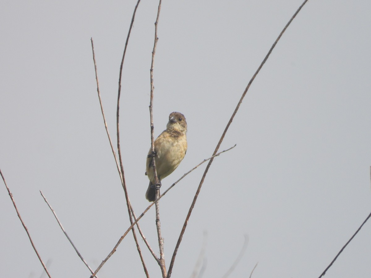 Cinnamon-rumped Seedeater - ML644141055