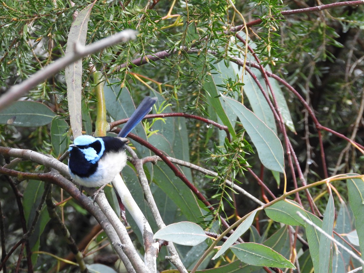 Superb Fairywren - ML644141056