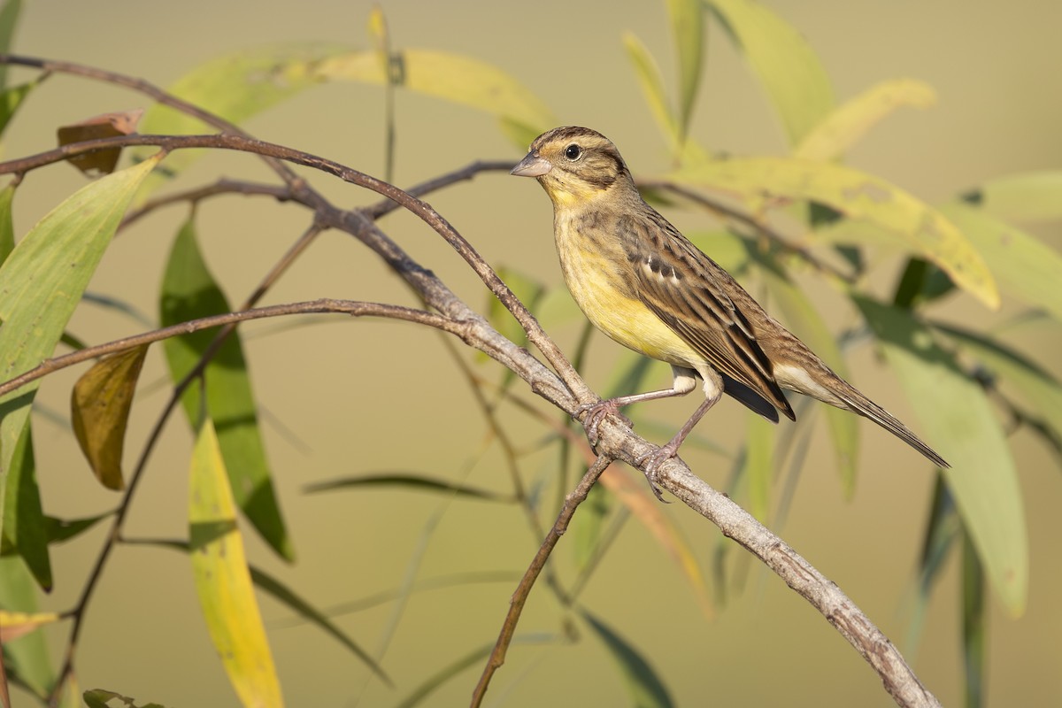 Yellow-breasted Bunting - ML644141057