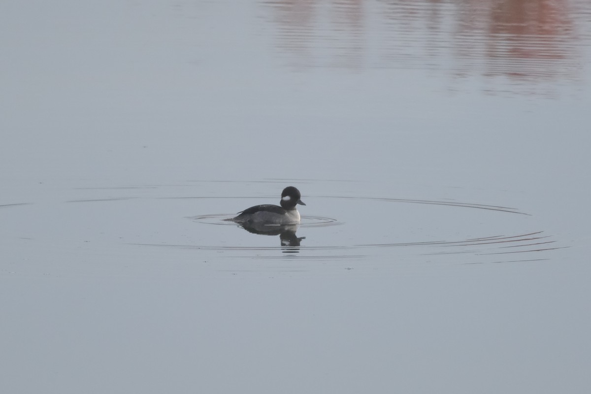 Bufflehead - ML644141058